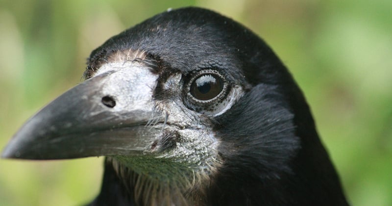 Best Wildlife Watching Destinations for Nature Enthusiasts