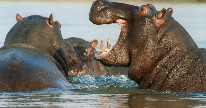 Top wildlife destinations in the world, ranked by what you'll actually see