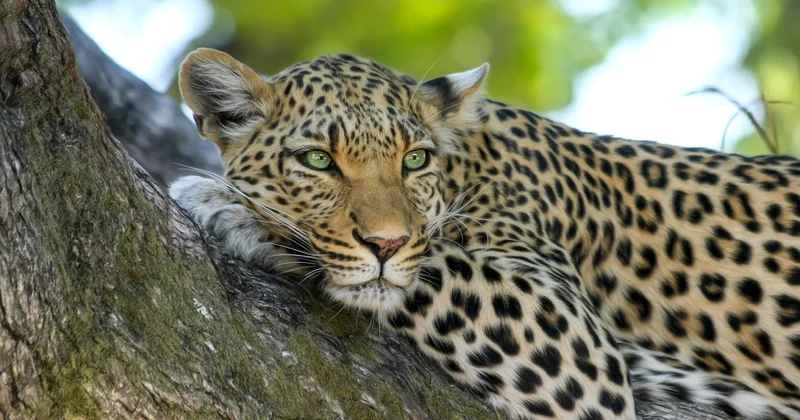 The best wildlife watching destinations in the USA for nature enthusiasts